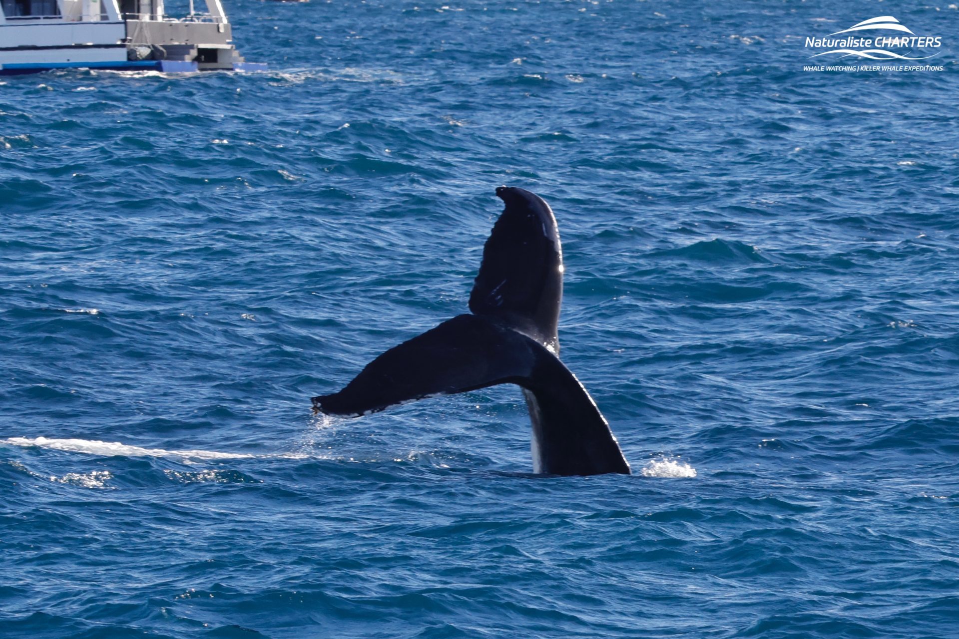 Humpback Whale Tail